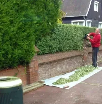 world's biggest joint cannabis boxwood trimming