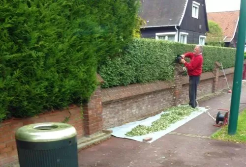 world's biggest joint cannabis boxwood trimming