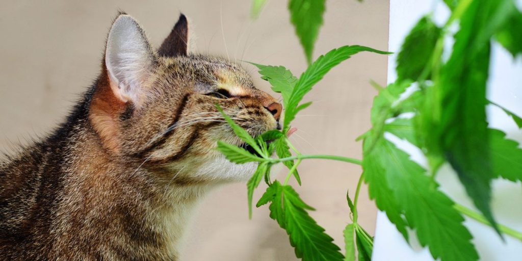 gato comiendo hojas de marihuana