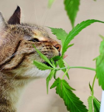 gato comiendo hojas de marihuana
