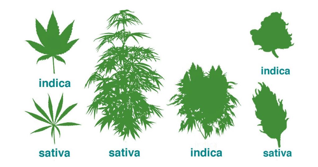 Marihuana indica y sativa