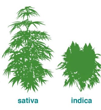 Marihuana indica y sativa