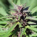 purple cannabis weed buds color
