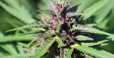 purple cannabis weed buds color
