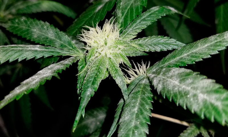 Oídio en marihuana extendiéndose por las hojas