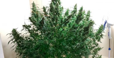 Autoflorecientes mas productivas - Las semillas de marihuana autoflorecientes con mayor producción